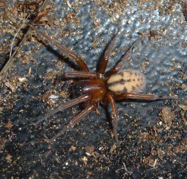 Photo of Callobius pictus by <a href="http://morrisoncreek.org/">Kathryn Clouston</a>